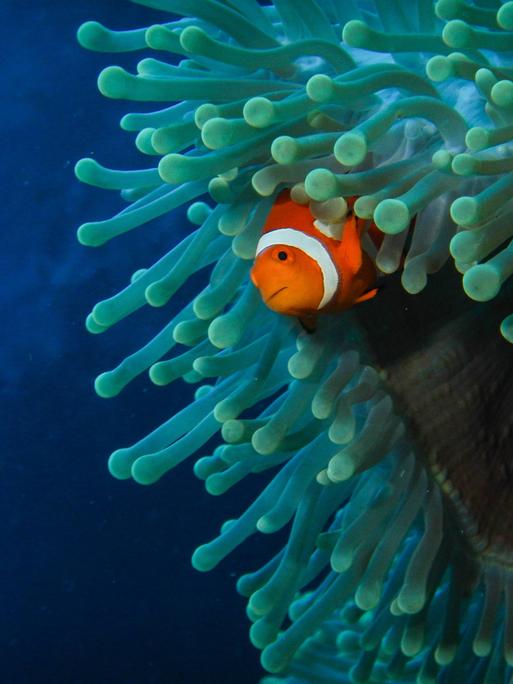 Ein Anemonenfisch streckt den Kopf aus einer grünlichen Anemone im dunkelblauen Ozean
