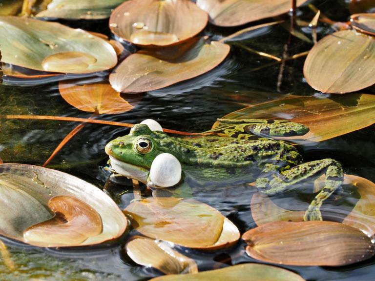 seitliche Ansicht eines quakenden Frosches im Gartenteich